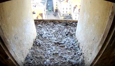 Wanderfalken Rathausturm Regensburg